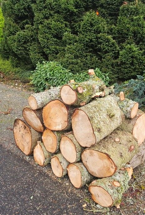 Firewood -ROUNDS ---FREE-- Issaquah