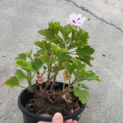 geranium live plants 1 gallon