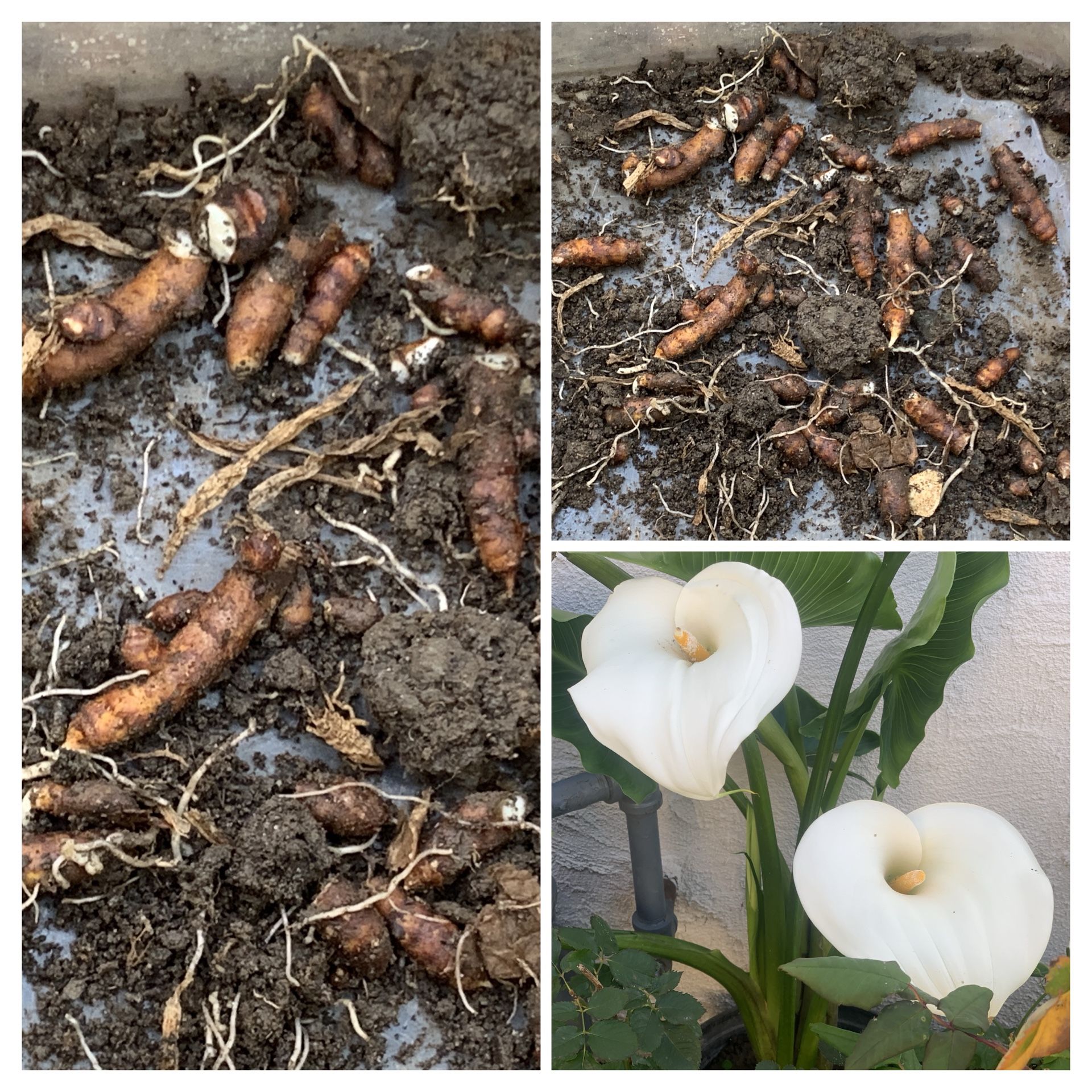 Calla Lily White Flower Plant Bulb (10 small bulbs)