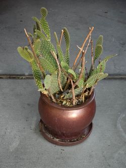 Cactus