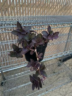 Purple plant 🪴