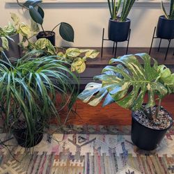 Downsizing Plant Sale - Read Listing 