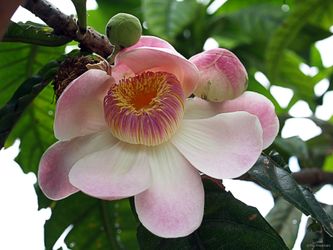 RARE LIVE PLANT 2ft  Gustavia augusta Heaven Lotus Empress Tree Membrillo de Monte
