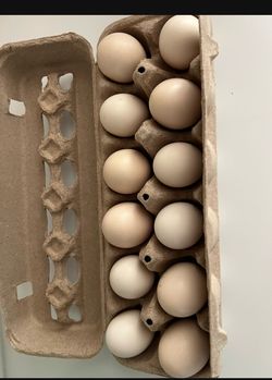 Zombie chicken eggs