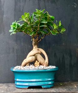Bonsai Ficus