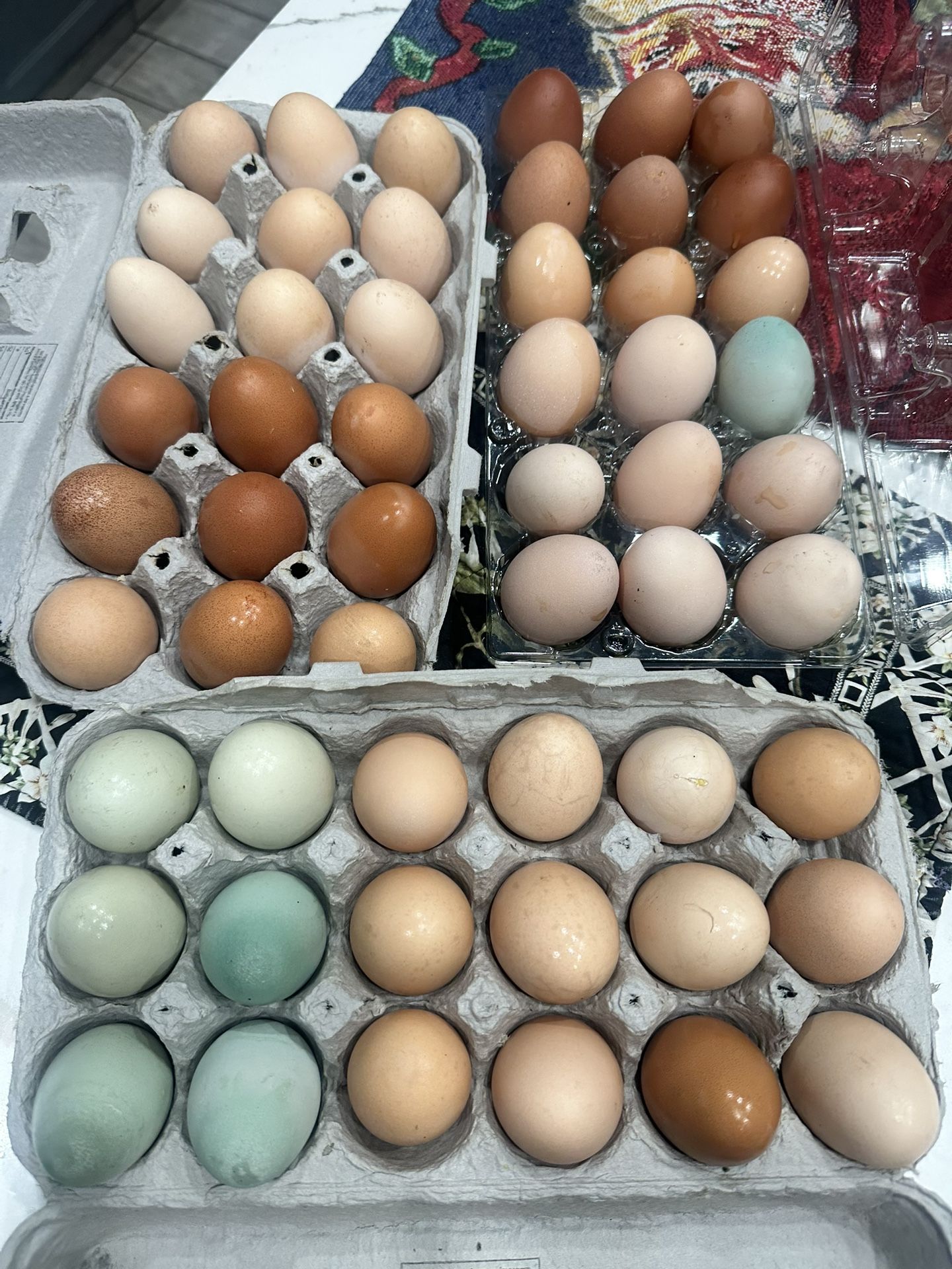 Free Range Organic Eggs 🥚