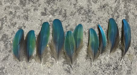 CATALINA MACAW FEATHERS 4–5 Inch | 10-Piece Set