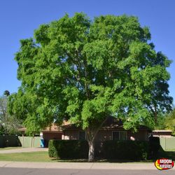 Chinese Elm Trees