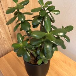 Jade Plant. Sammamish, Beaver Lake