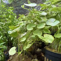 Variegated Brazilian Pennywort (Hydrocotyle leucocephala) - Easy Aquarium Plant - Aquatic Plant Aquascape Aquascaping Fish Tank 