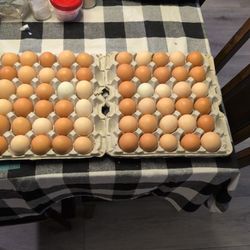 Fresh Chicken Egg's By The Dozen 