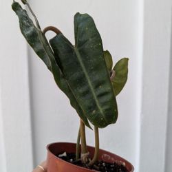 Philodendron Billietael Plant 4" Pot - Indoor House Plants 