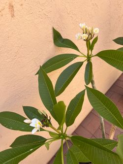 Plumerias white/yellow