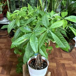 ♥️SUPER HEALTHY♥️Gud Luck Money Tree (PLS READ DESCRIPTION)