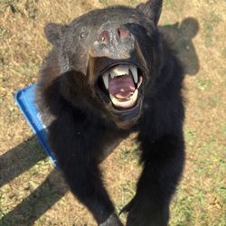 Bear Taxidermy 