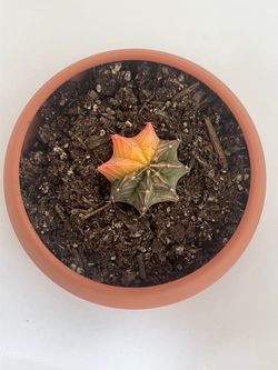 Potted cactus