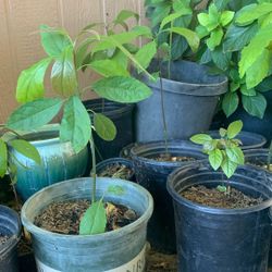 Matas De Aguacate.  Del  Chino. 