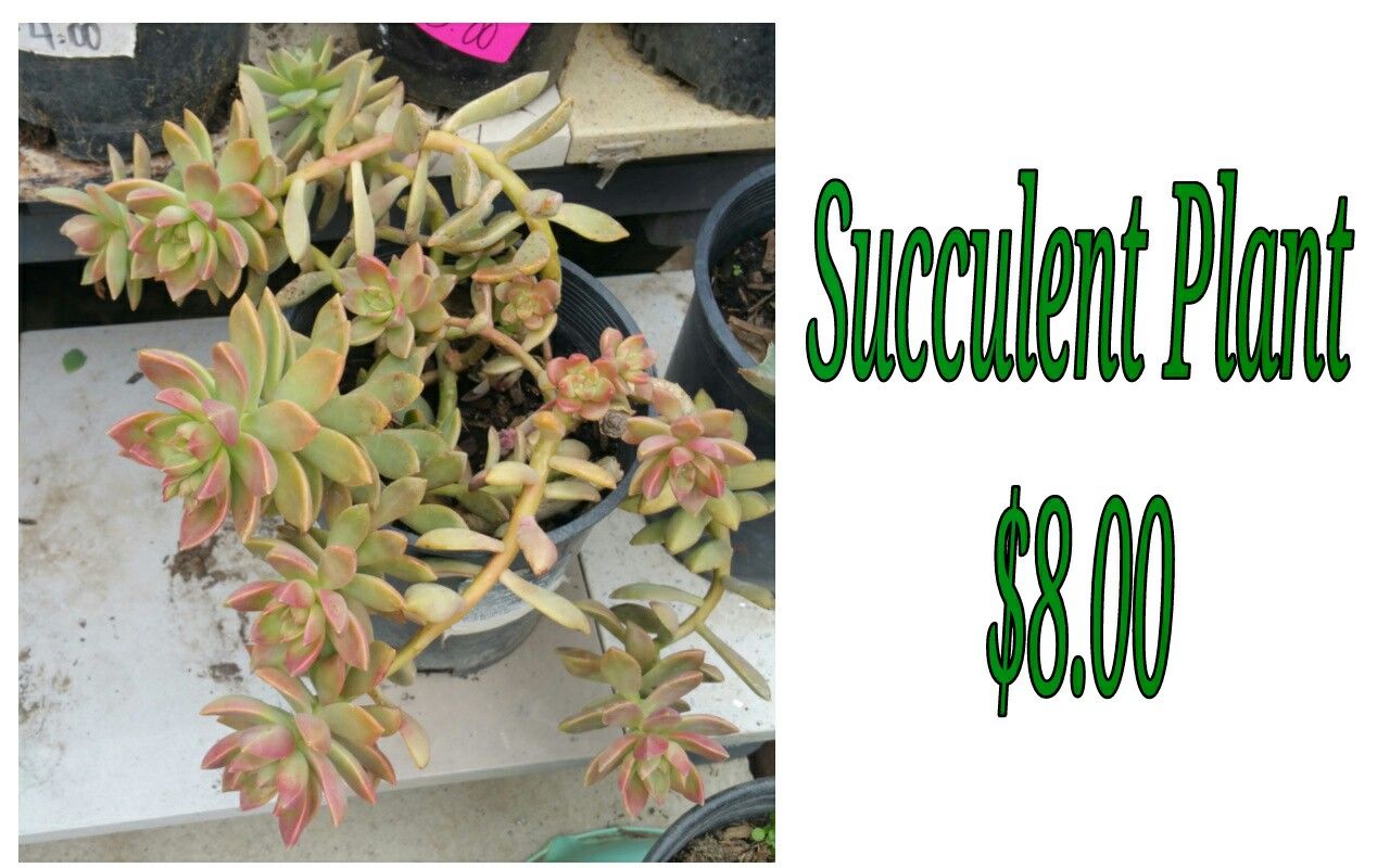 Succulent plant