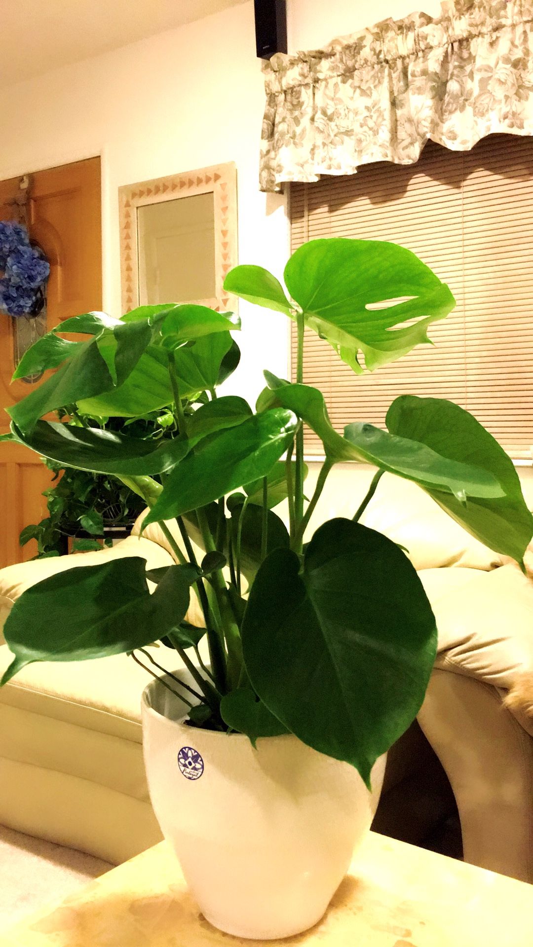 Monstera Deliciosa Split Leaf Philodendron - Swiss Cheese House Plant - About 20” Tall Plant only - PLANTER IS NOT INCLUDED