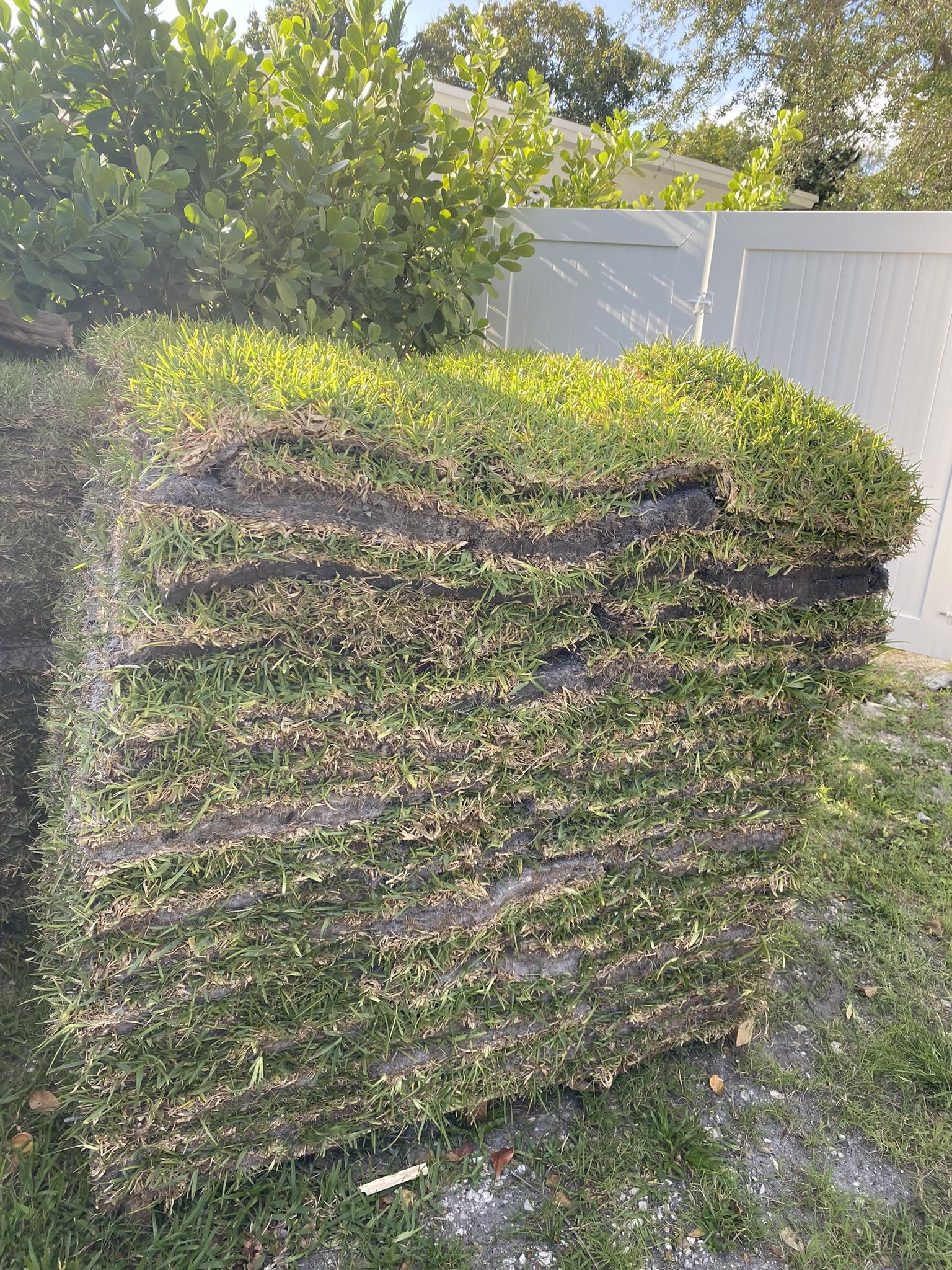 Top Quality St Augustine Sod