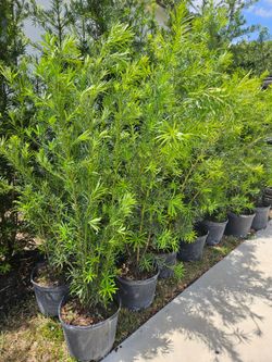 podocarpus Instant Privacy Hedge For Fence Green Full Ready