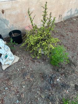 Large elephant plant