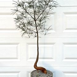 Brachychiton Rupestris/ Bottle Tree (Planter Included)