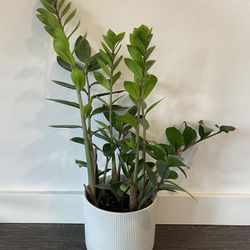 Zz Plant With Ceramic Pot