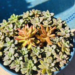 2 Colors Mix Succulents