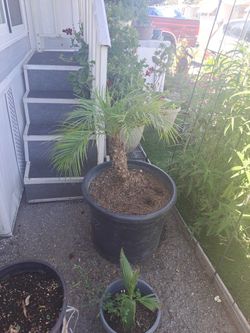 Dwarf Palm Tree