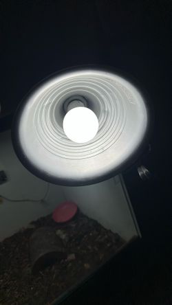 Reptile UV Light