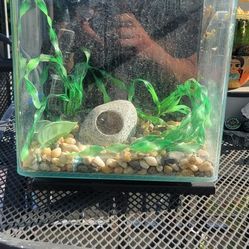 Fish Tank With Filter