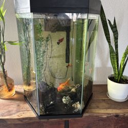 Fish Tank 