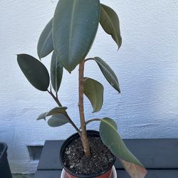 Ficus Rubber Plant