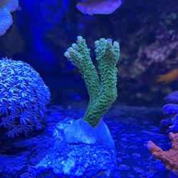 Fake coral green Slimer Acro