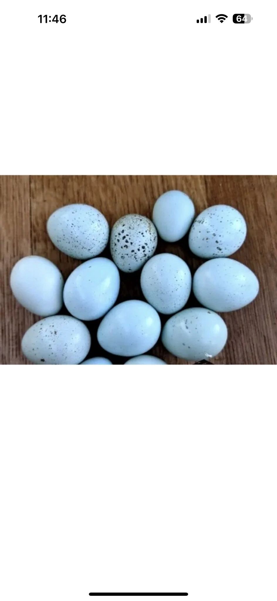 Huevos Azules Fértiles De Codornices