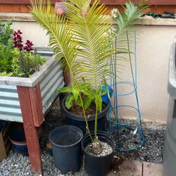 Cycad For Sale Cycas 