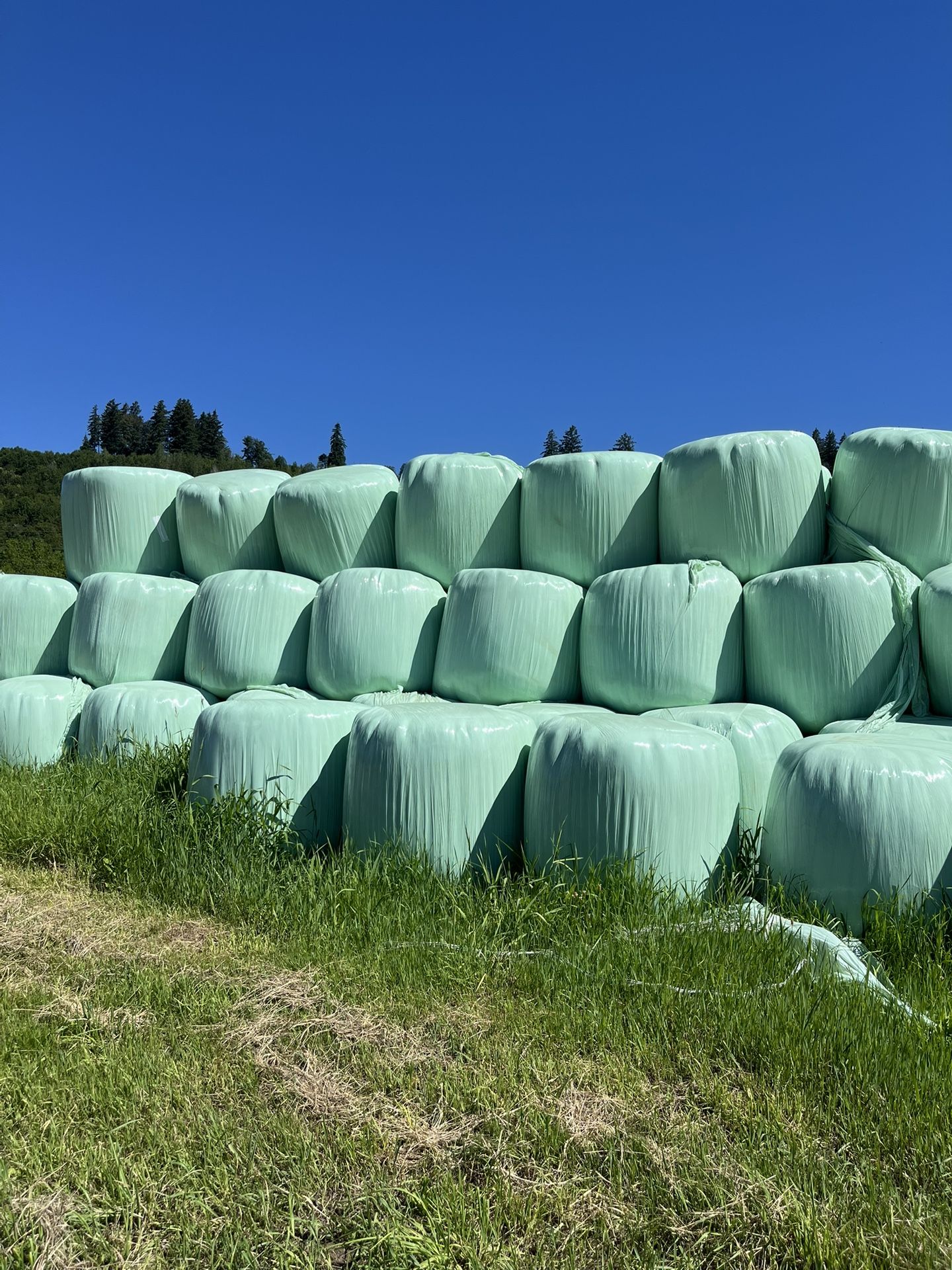 2024  Haylage