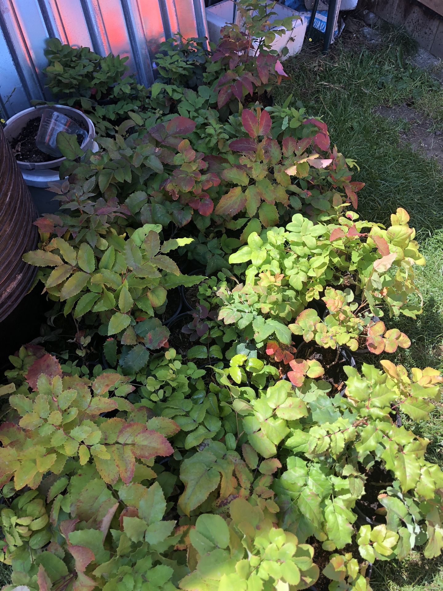 Oregon Grapes for Sale in WA OfferUp