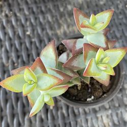 Crassula High Voltage Succulent 