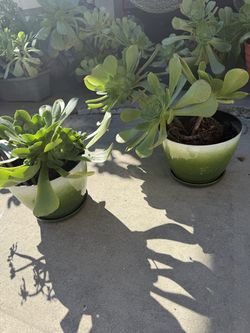 Ea $10 Saculants plants in new container