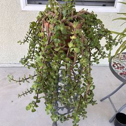 6 Large Succulent Plants W/ Pots.