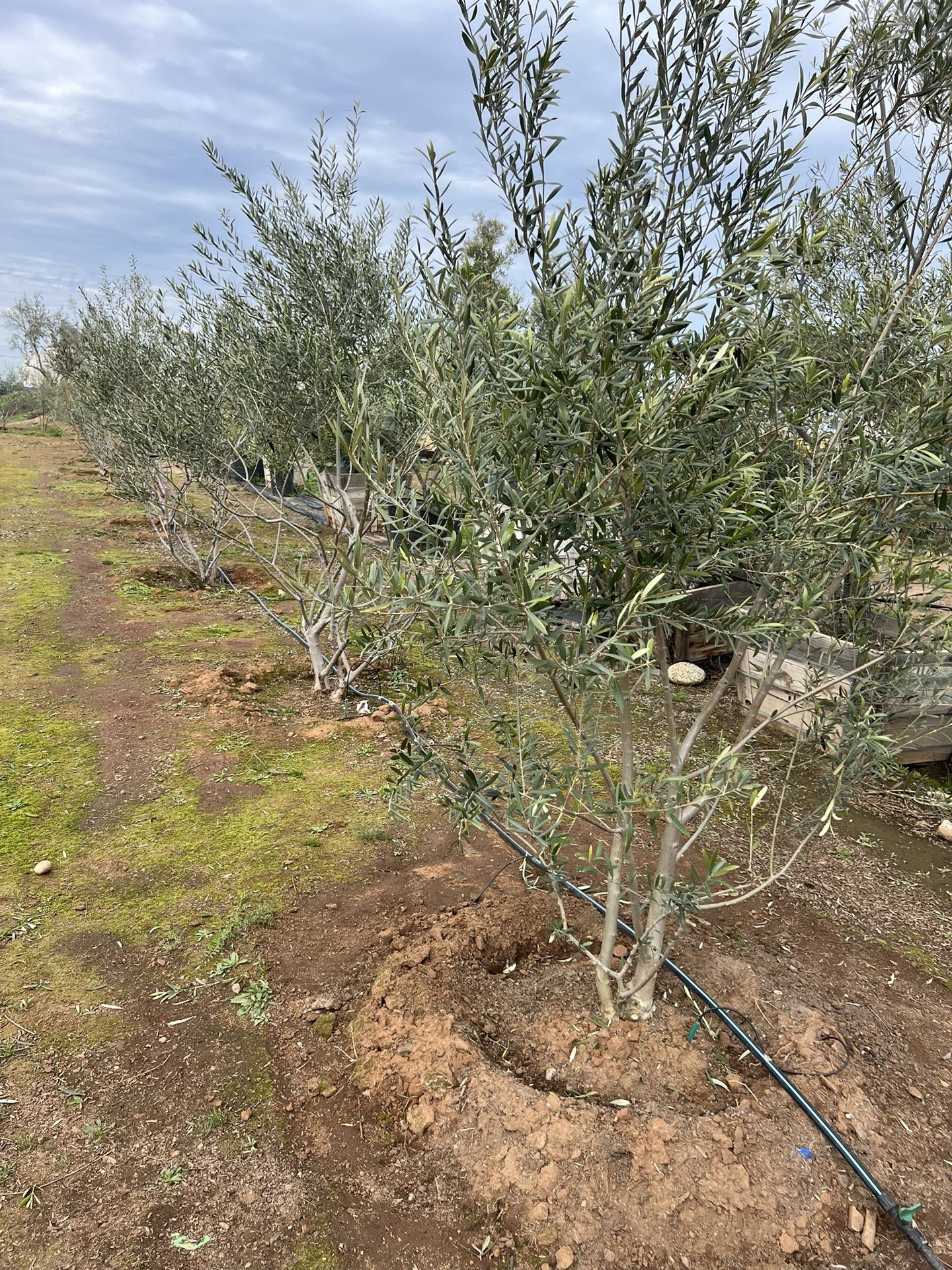 Fruitless Olive Trees For Sale