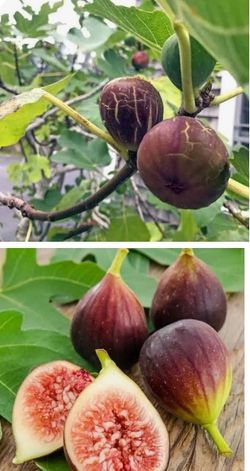 Figs plants ready to produce…