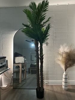 Palm tree - Palmera 7.5ft