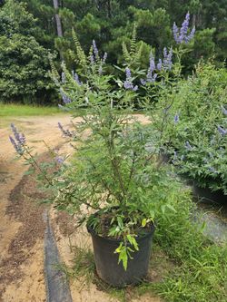 Vitex Plant (Texas Lavender)