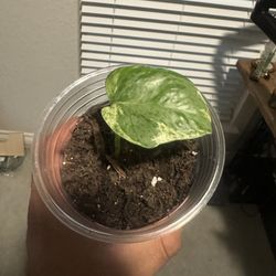 Pearls & Jade pothos - root cutting