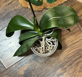 Orchid Plant