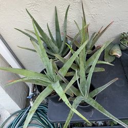Aloe Vera Plants 