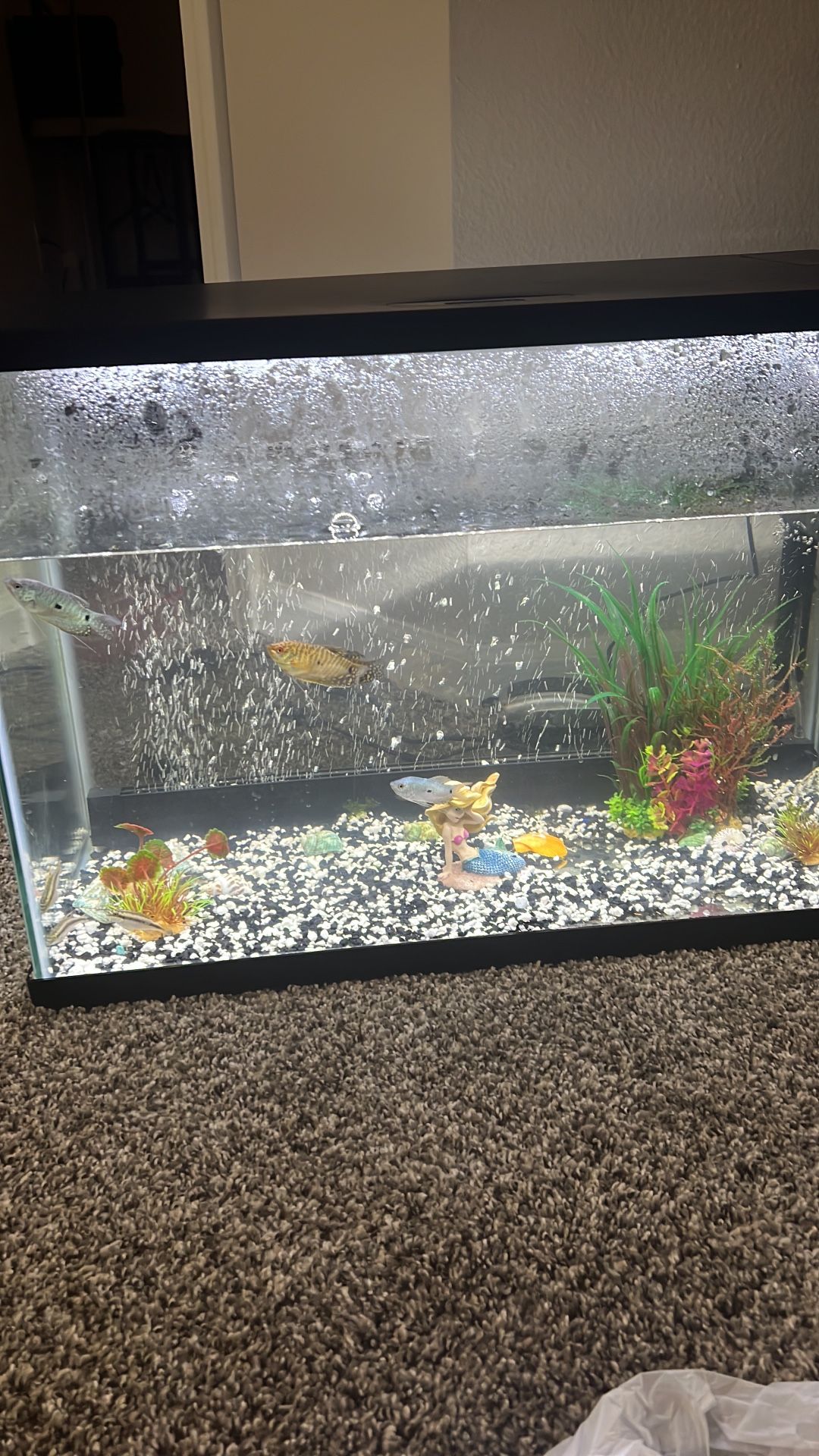 20gallon Fish Tank